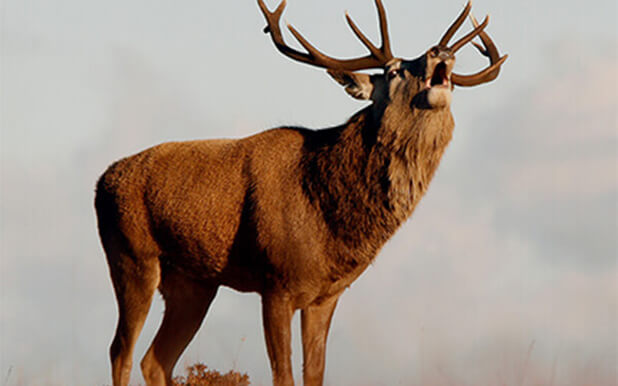 Deer Stalking in Scotland