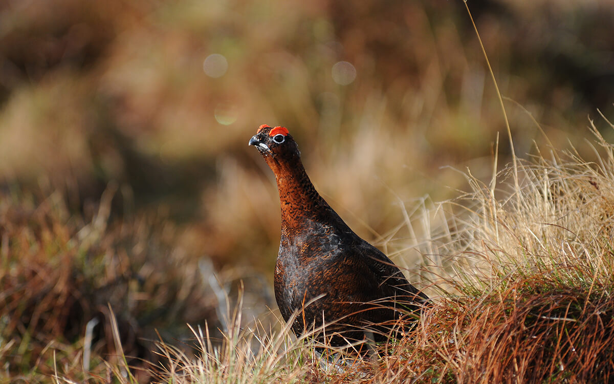 Grouse Shooting in Scotland Hunting Scotland